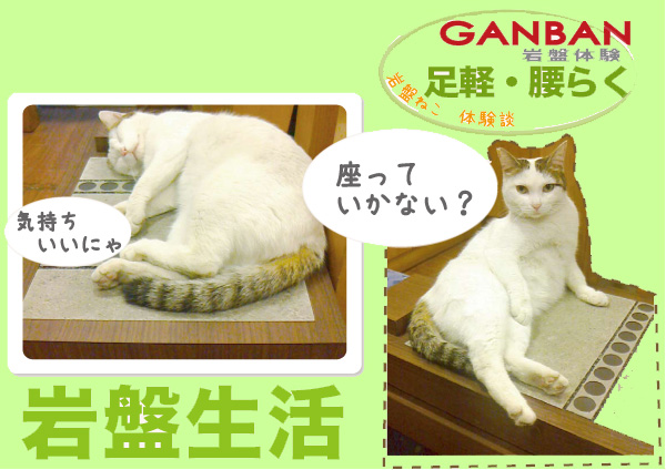 岩盤猫ちゃんPOP.jpg