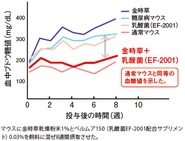 金時草の比較データ