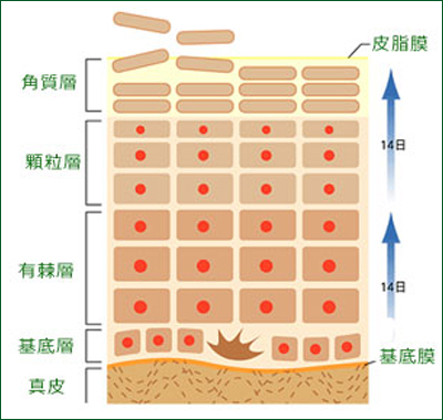 皮膚の構造図