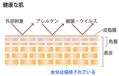 正常なお肌の構造